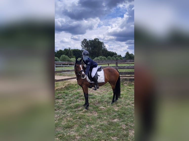 Duitse rijpony Mix Merrie 14 Jaar 142 cm Donkerbruin in Steinfurt