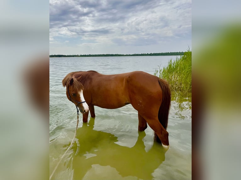 Duitse rijpony Merrie 14 Jaar 142 cm Vos in Schkeuditz