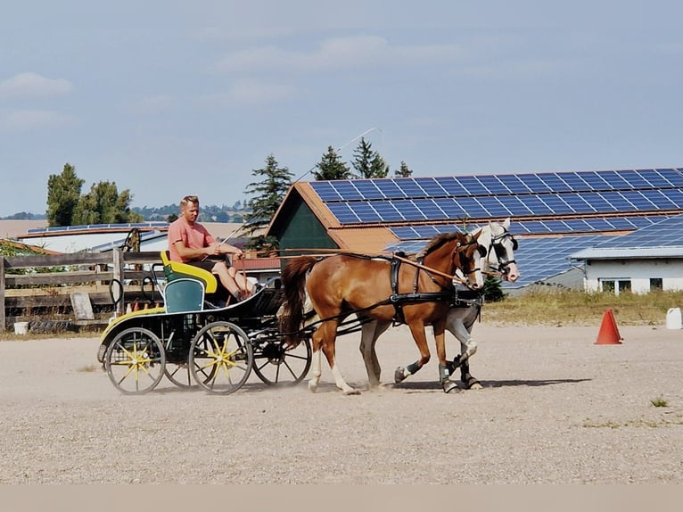 Duitse rijpony Merrie 14 Jaar 142 cm Vos in Schkeuditz