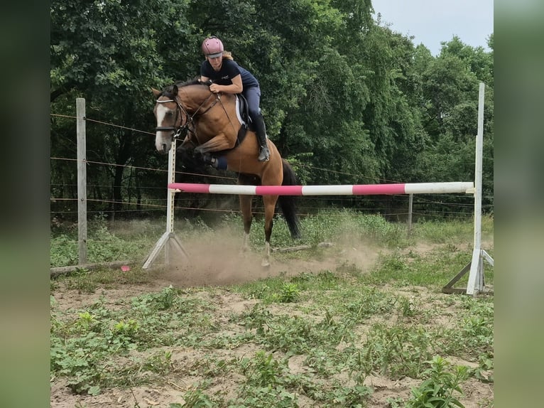 Duitse rijpony Merrie 14 Jaar 143 cm Roodbruin in Zossen