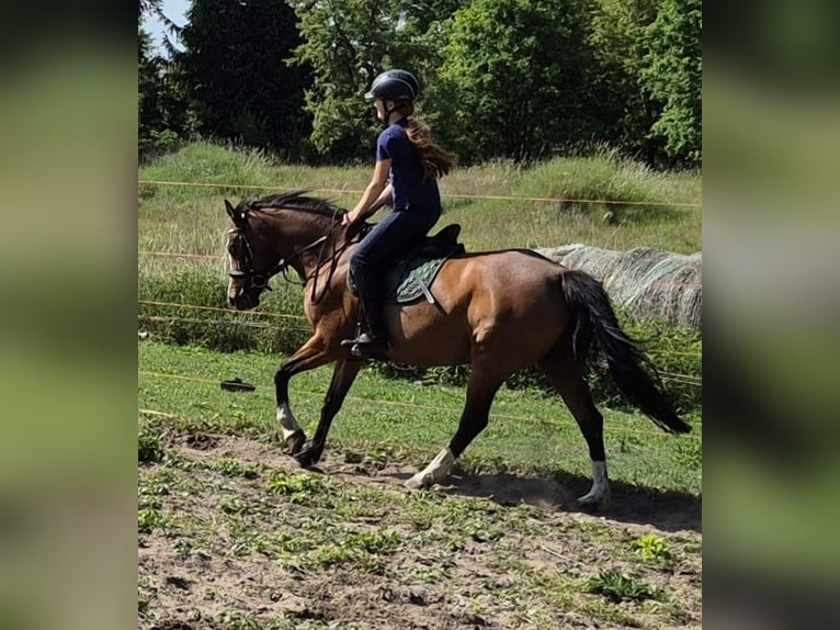 Duitse rijpony Merrie 14 Jaar 143 cm Roodbruin in Zossen