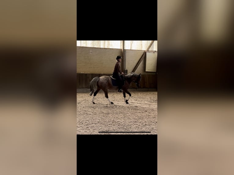 Duitse rijpony Merrie 14 Jaar 143 cm Schimmel in Kaarst