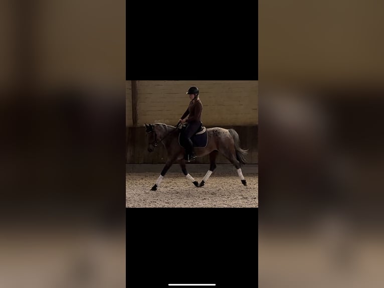 Duitse rijpony Merrie 14 Jaar 143 cm Schimmel in Kaarst