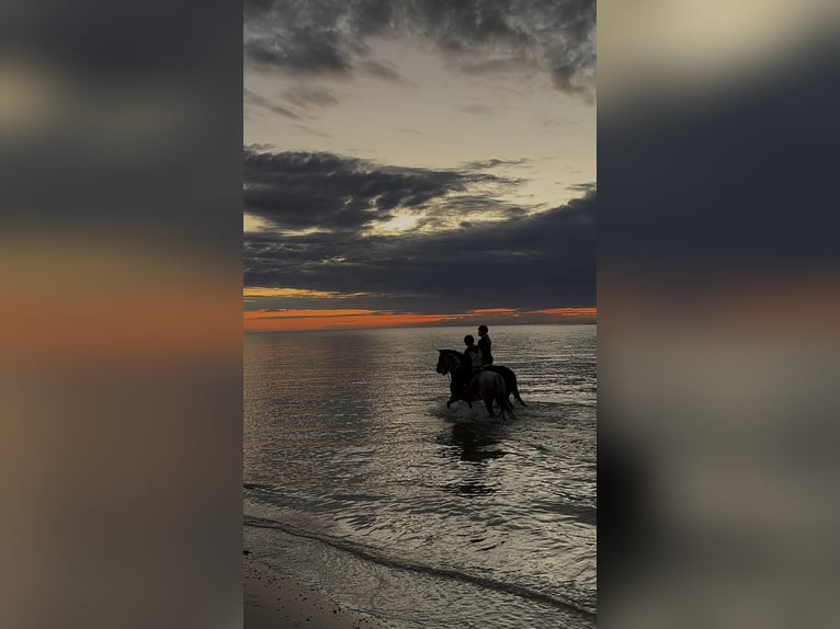 Duitse rijpony Merrie 14 Jaar 143 cm Schimmel in Kaarst