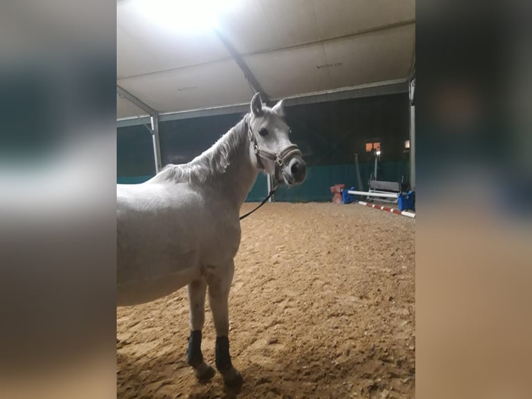 Duitse rijpony Merrie 14 Jaar 143 cm Schimmel in Geisenfeld