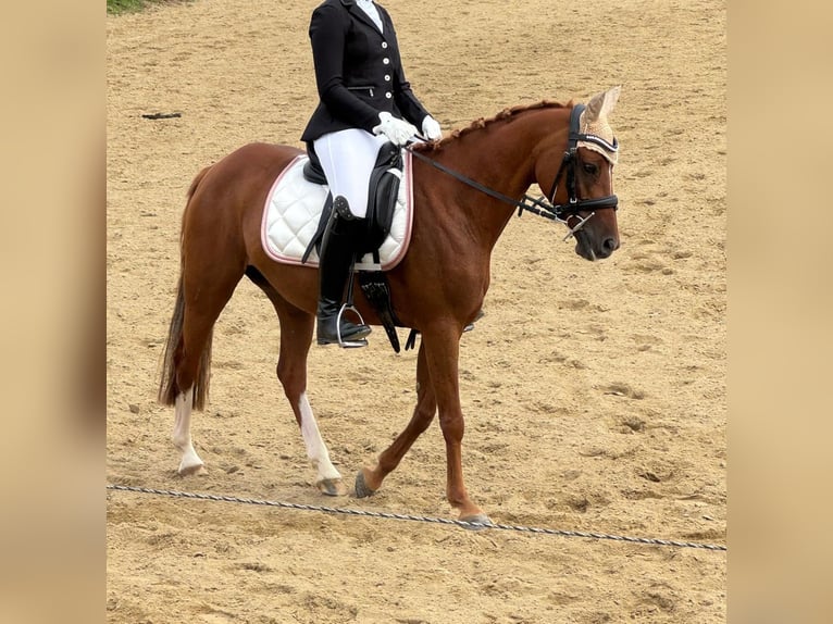 Duitse rijpony Merrie 14 Jaar 143 cm Vos in St. Veit an der Gölsen