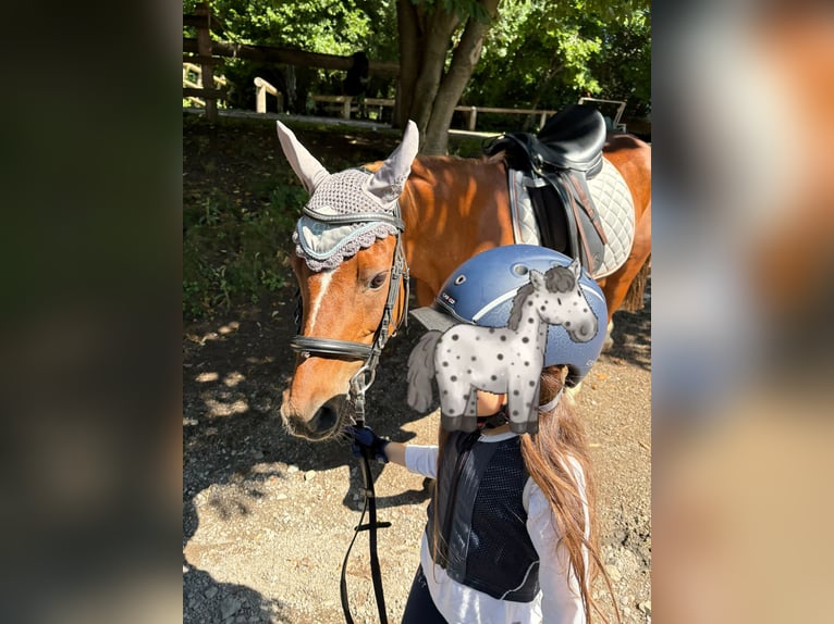 Duitse rijpony Merrie 14 Jaar 143 cm Vos in St. Veit an der Gölsen