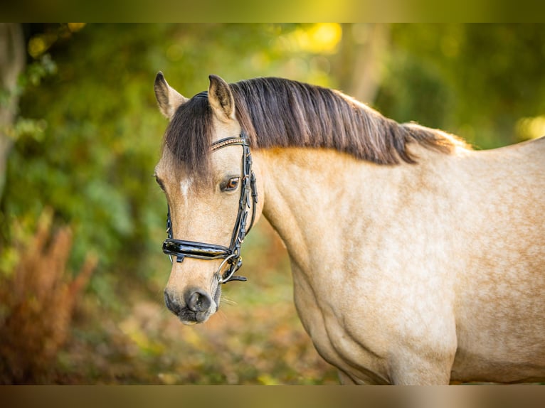 Duitse rijpony Merrie 14 Jaar 144 cm Buckskin in Schortens Schoost
