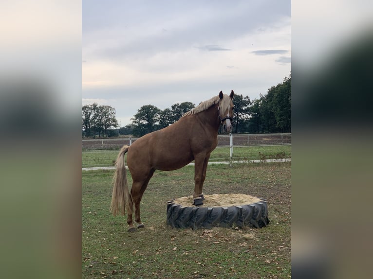 Duitse rijpony Merrie 14 Jaar 144 cm Palomino in Holdorf
