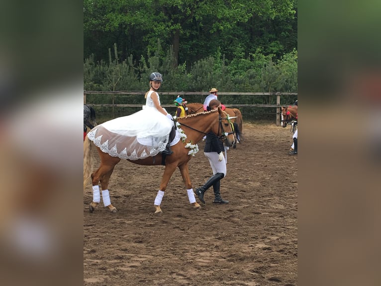 Duitse rijpony Merrie 14 Jaar 144 cm Palomino in Holdorf