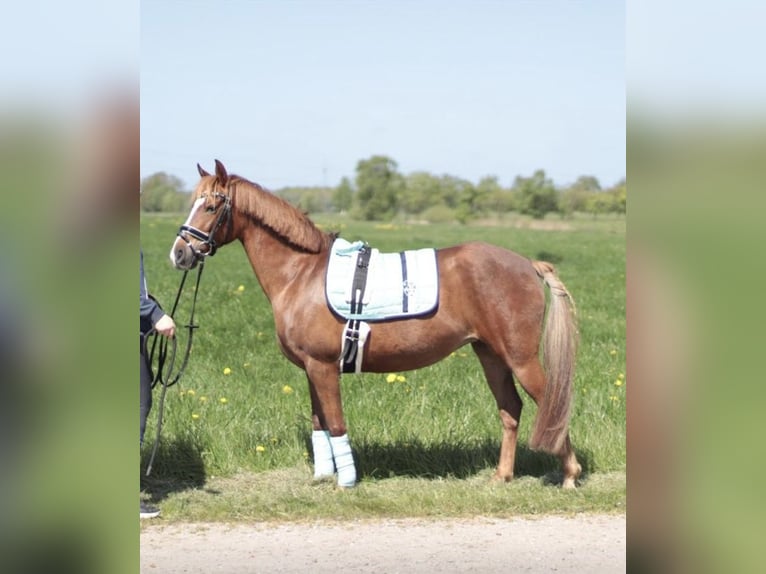 Duitse rijpony Merrie 14 Jaar 144 cm Vos in Apen