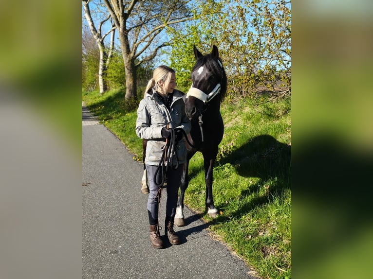 Duitse rijpony Merrie 14 Jaar 144 cm Zwart in Husum