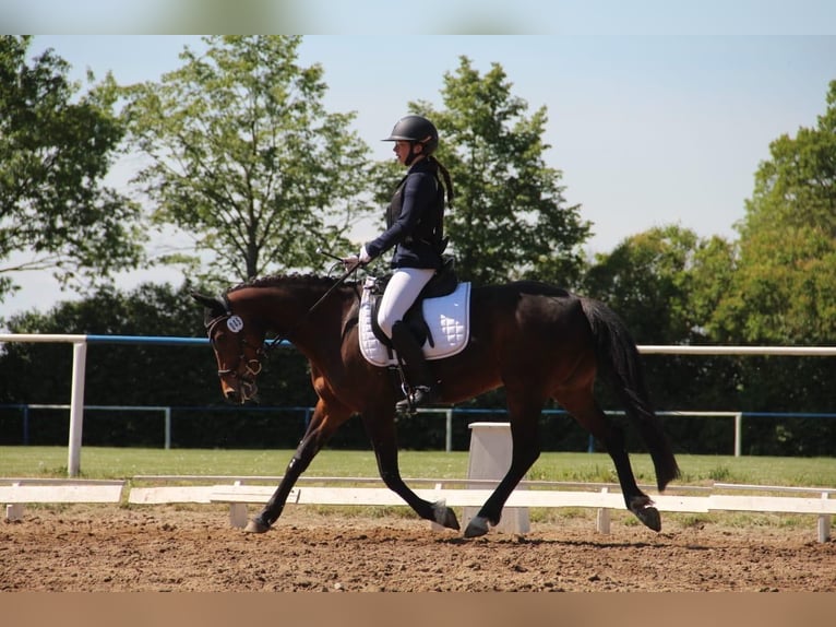 Duitse rijpony Merrie 14 Jaar 145 cm Bruin in Krackow