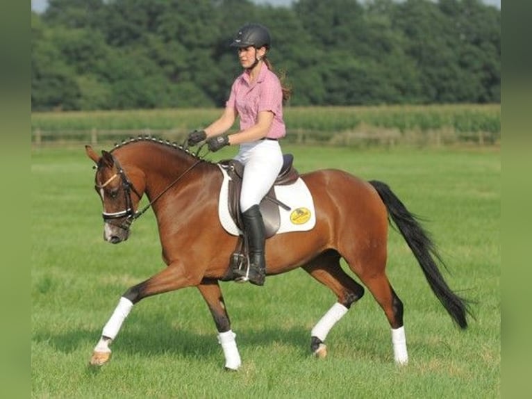 Duitse rijpony Merrie 14 Jaar 145 cm Donkerbruin in Pirajoux