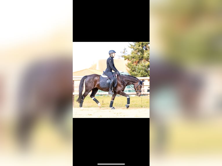 Duitse rijpony Merrie 14 Jaar 145 cm Donkere-vos in Selsingen