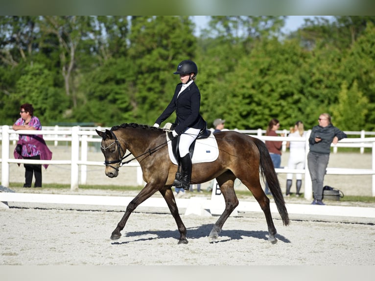 Duitse rijpony Merrie 14 Jaar 145 cm Falbe in Pottendorf