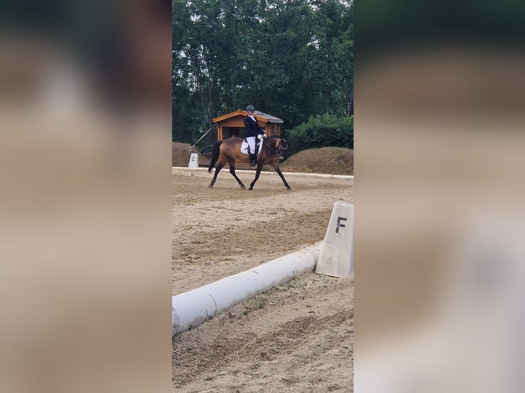 Duitse rijpony Merrie 14 Jaar 145 cm Falbe in Pottendorf