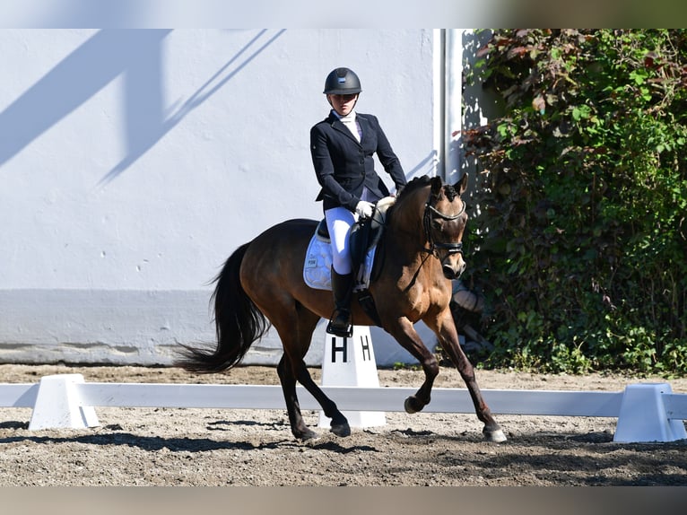 Duitse rijpony Merrie 14 Jaar 145 cm Falbe in Pottendorf