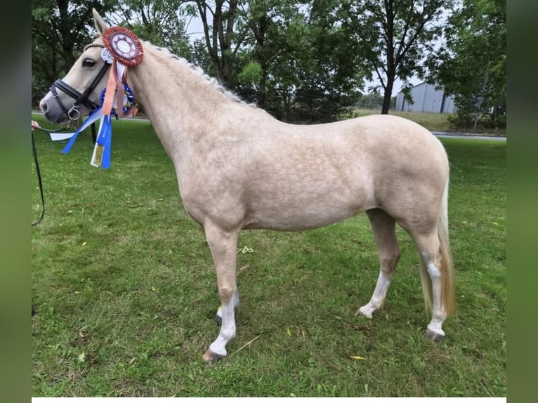 Duitse rijpony Merrie 14 Jaar 145 cm Palomino in Sjølund