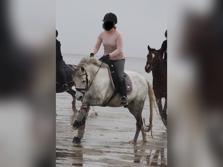 Duitse rijpony Merrie 14 Jaar 145 cm Schimmel in Friedberg