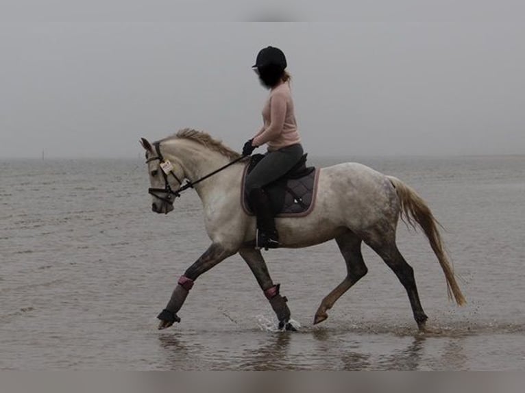 Duitse rijpony Merrie 14 Jaar 145 cm Schimmel in Friedberg