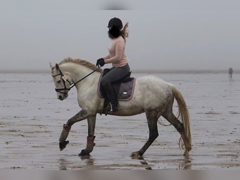 Duitse rijpony Merrie 14 Jaar 145 cm Schimmel in Friedberg