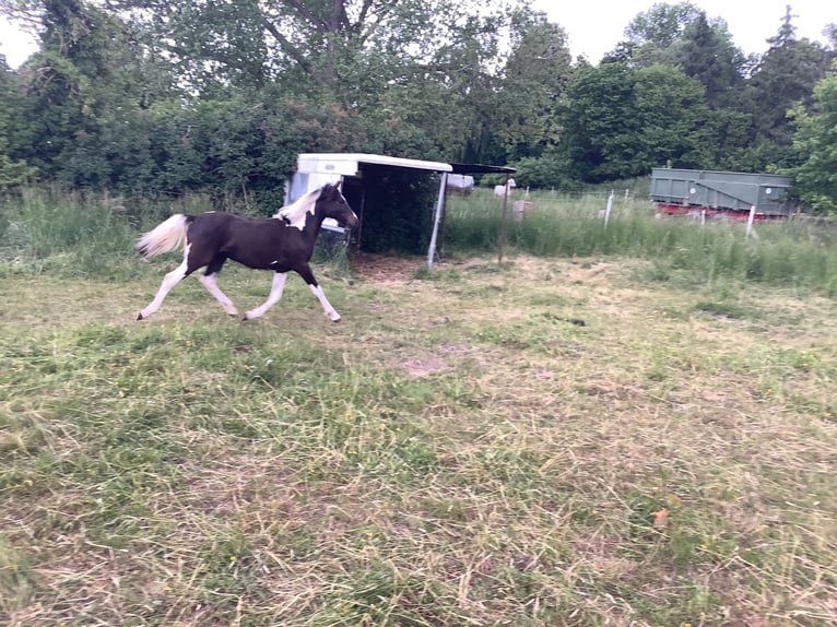 Duitse rijpony Merrie 14 Jaar 145 cm Schimmel in Schellerten