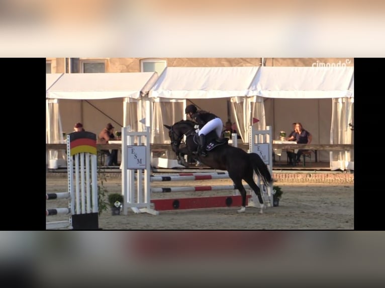 Duitse rijpony Merrie 14 Jaar 146 cm Bruin in Neuenkirchen