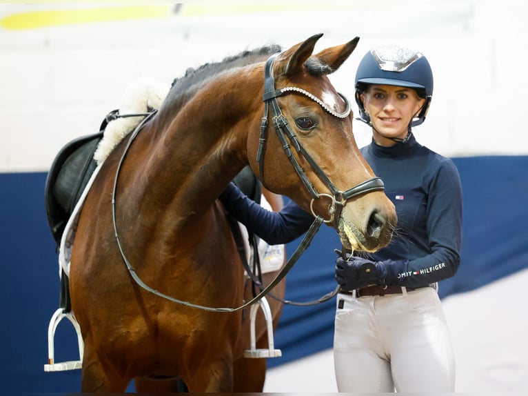Duitse rijpony Merrie 14 Jaar 146 cm Bruin in Marsberg