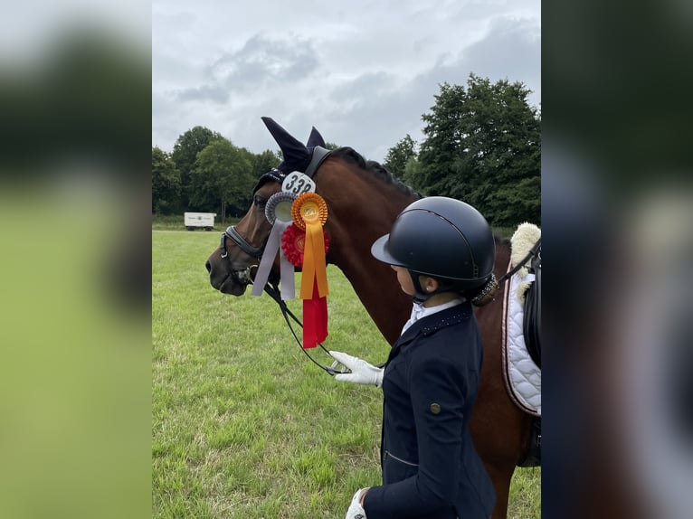 Duitse rijpony Merrie 14 Jaar 146 cm Bruin in Unna