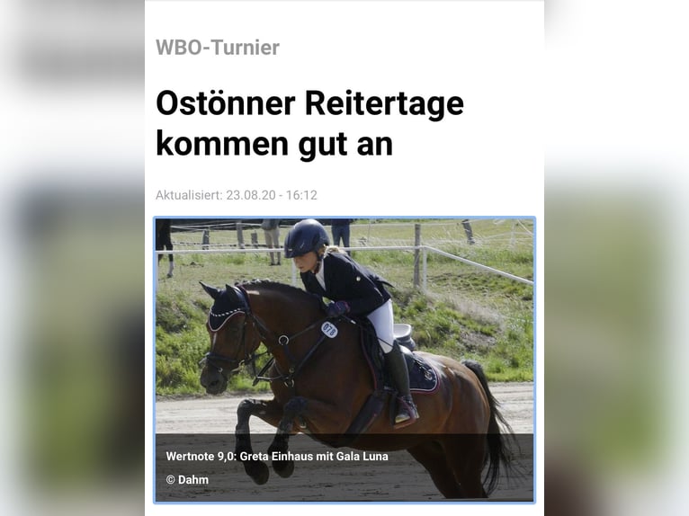 Duitse rijpony Merrie 14 Jaar 146 cm Bruin in Unna