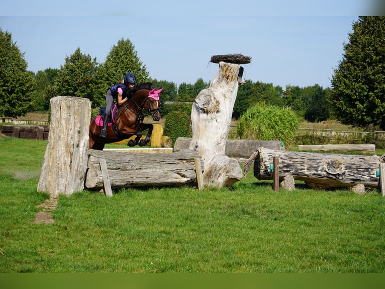 Duitse rijpony Merrie 14 Jaar 146 cm Bruin in Unna