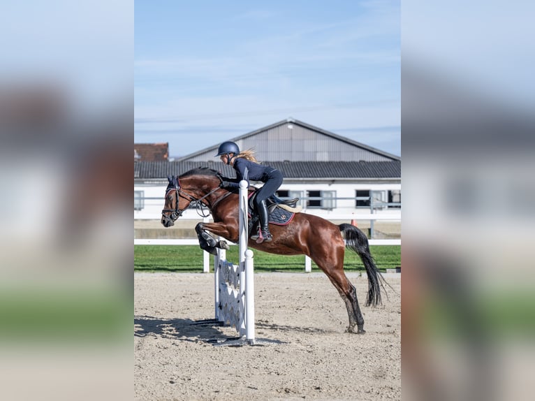 Duitse rijpony Merrie 14 Jaar 146 cm Bruin in Unna