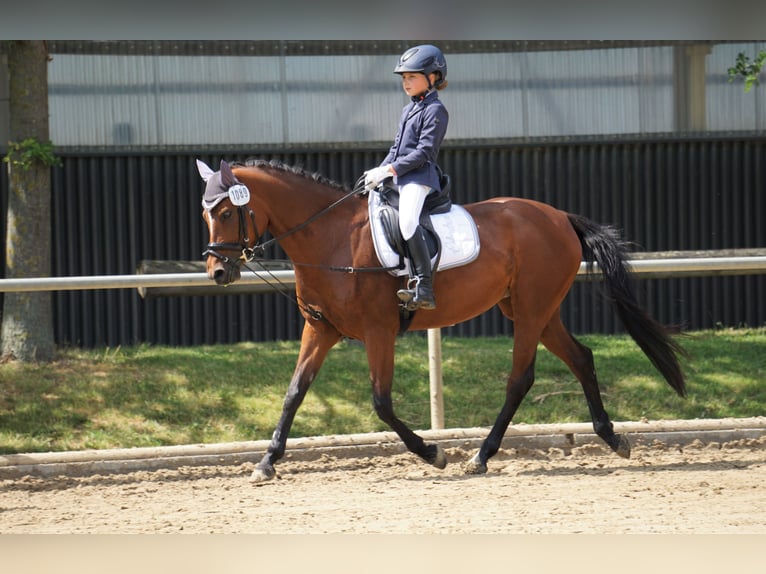 Duitse rijpony Merrie 14 Jaar 146 cm Bruin in Unna