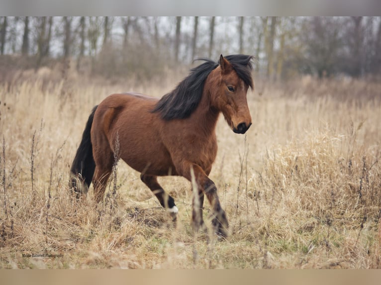 Duitse rijpony Mix Merrie 14 Jaar 146 cm Bruin in Wiendorf