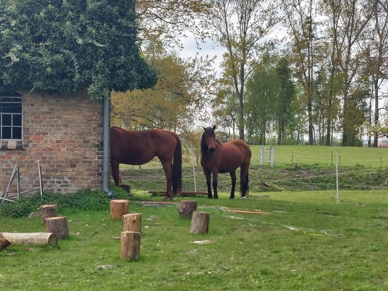 Duitse rijpony Mix Merrie 14 Jaar 146 cm Bruin in Wiendorf