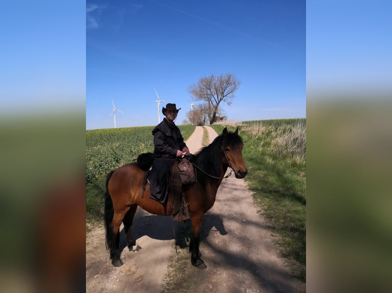 Duitse rijpony Mix Merrie 14 Jaar 146 cm Bruin in Wiendorf