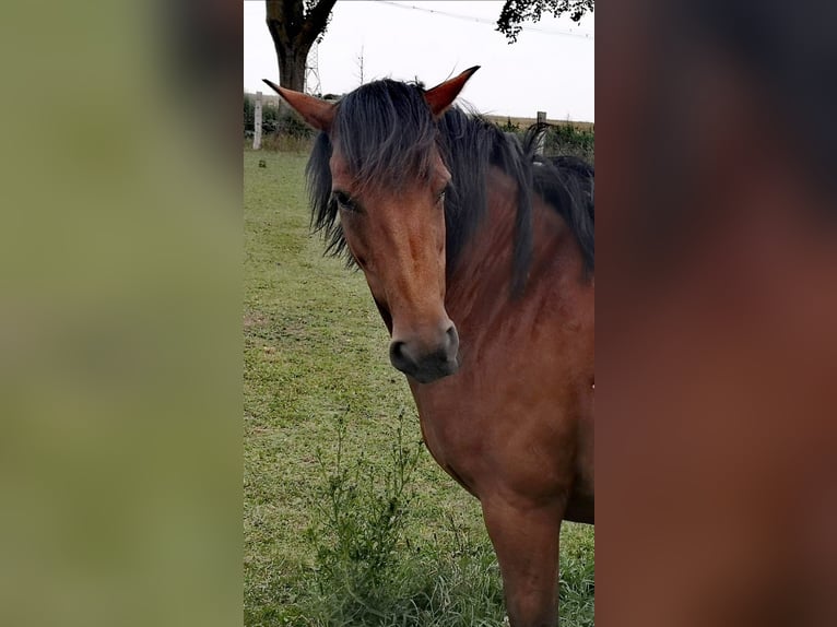 Duitse rijpony Mix Merrie 14 Jaar 146 cm Bruin in Wiendorf