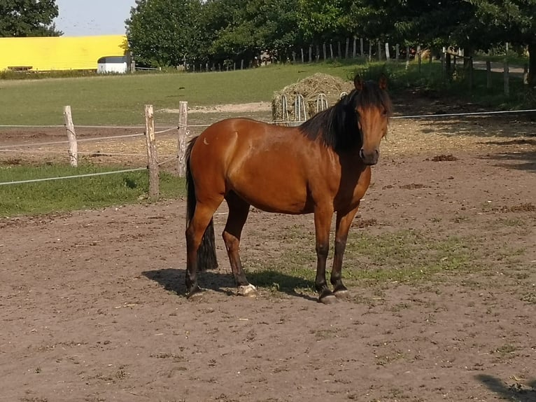 Duitse rijpony Mix Merrie 14 Jaar 146 cm Bruin in Wiendorf