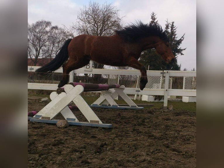 Duitse rijpony Mix Merrie 14 Jaar 146 cm Bruin in Wiendorf