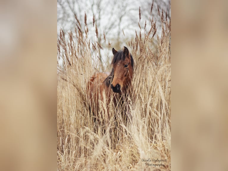 Duitse rijpony Mix Merrie 14 Jaar 146 cm Bruin in Wiendorf