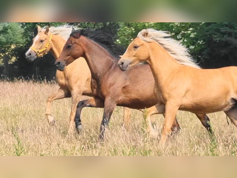 Duitse rijpony Merrie 14 Jaar 146 cm Donkerbruin in Todendorf