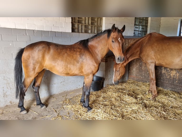 Duitse rijpony Merrie 14 Jaar 146 cm Donkerbruin in Todendorf