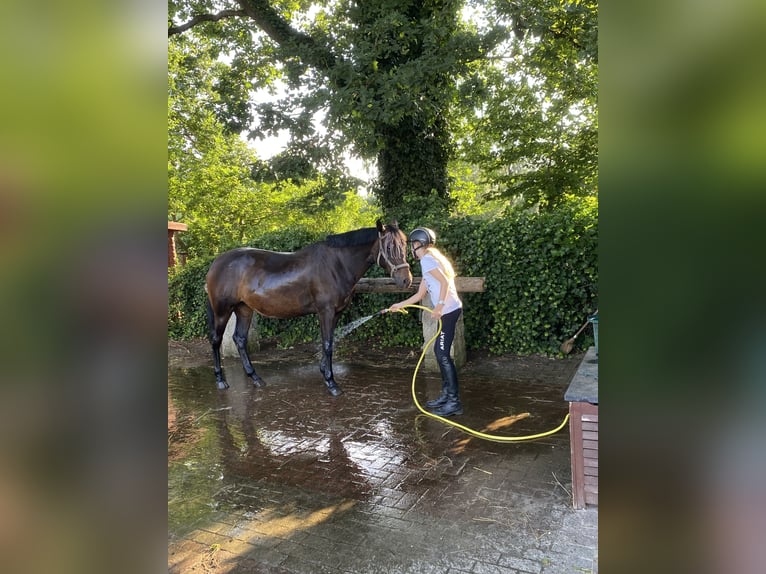 Duitse rijpony Mix Merrie 14 Jaar 146 cm Donkerbruin in Hamburg Lemsahl-Mellingstedt