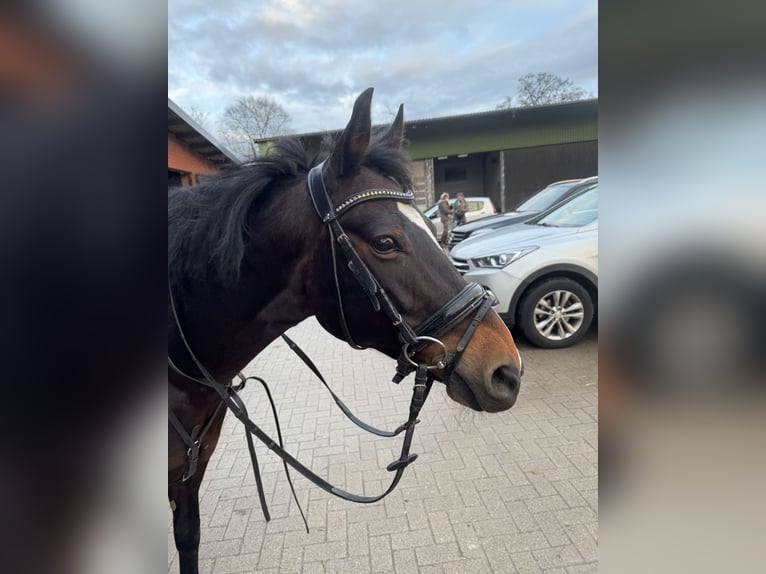 Duitse rijpony Mix Merrie 14 Jaar 146 cm Donkerbruin in Hamburg Lemsahl-Mellingstedt