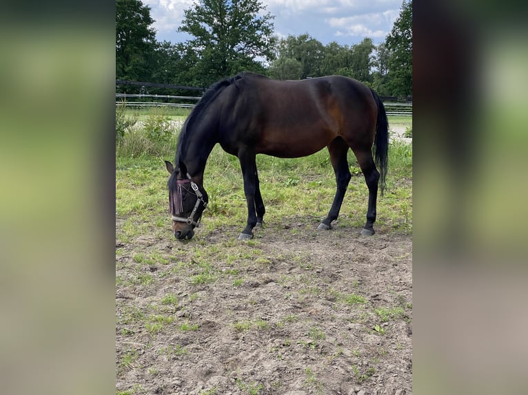 Duitse rijpony Mix Merrie 14 Jaar 146 cm Donkerbruin in Hamburg Lemsahl-Mellingstedt