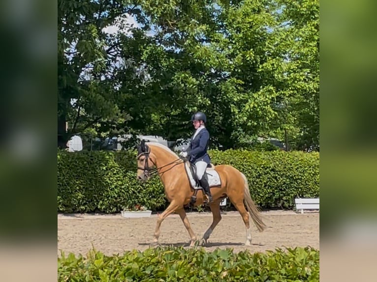 Duitse rijpony Merrie 14 Jaar 146 cm Palomino in Nienburg (Weser)