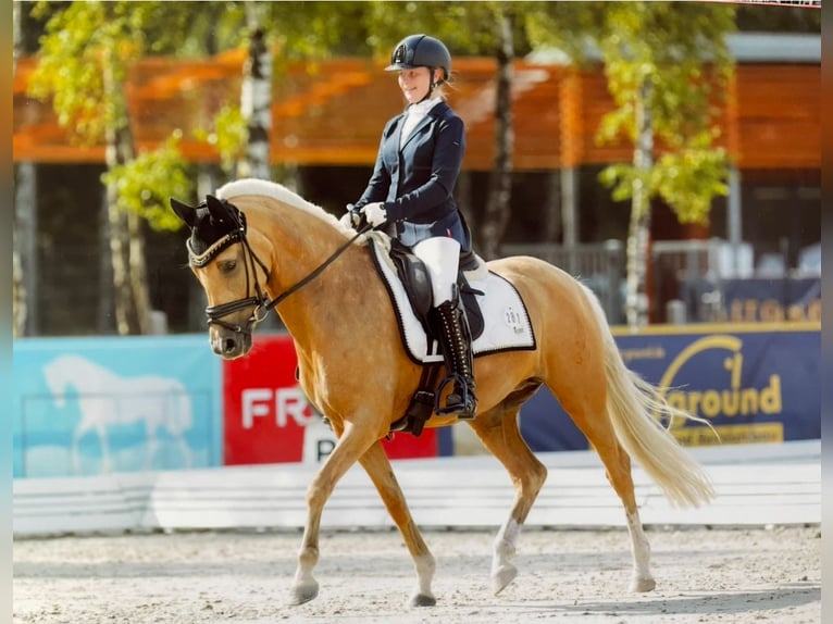 Duitse rijpony Merrie 14 Jaar 146 cm Palomino in Nienburg (Weser)
