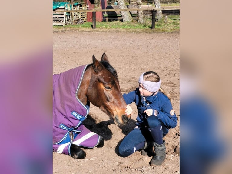 Duitse rijpony Merrie 14 Jaar 147 cm Bruin in Zeven