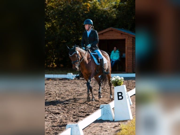 Duitse rijpony Merrie 14 Jaar 147 cm Bruin in Zeven